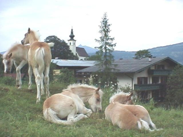 Campingplatz Torrenerhof Golling an der Salzach Exterior photo